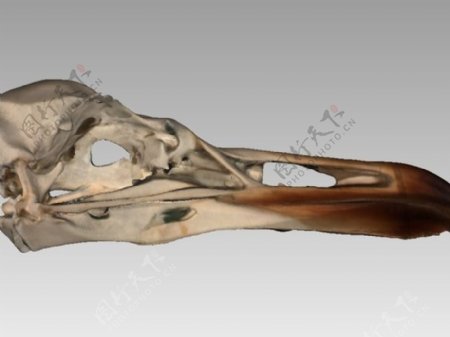 一位欧洲鸥鸥argentatus的头骨