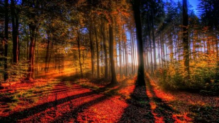 秋日阳光洒满森林唯美意境图片下载