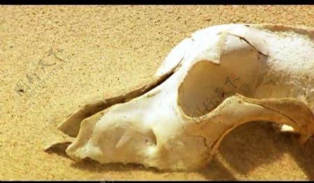 沙漠干尸视频图片