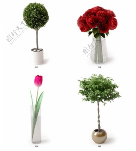 植物和花瓶模型