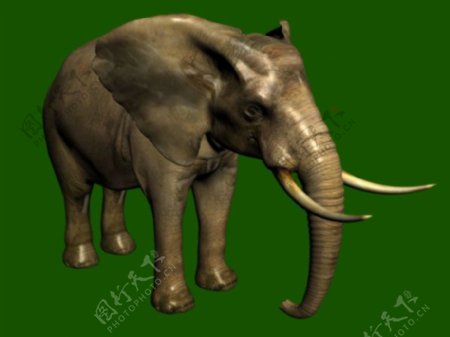 大象模型图