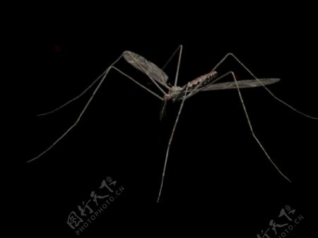蚊子模型