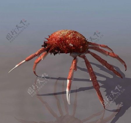 蜘蛛蟹模型