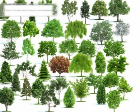 树环艺园林素材树PSD分层素材