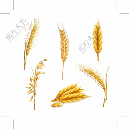 小麦矢量图2