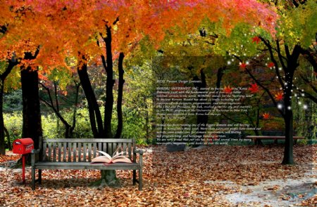 唯美秋季枫树林公园靠椅PSD