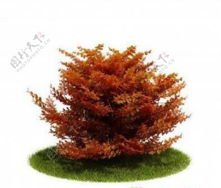 国外精品植物树木灌木3D模型35套4