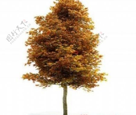 国外精品植物树木灌木3D模型25套4