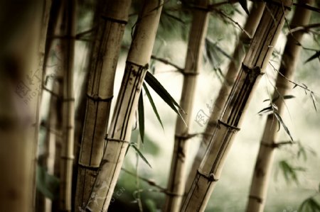 竹子的图片