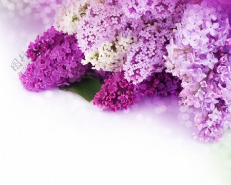 紫色花儿