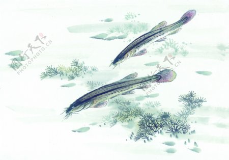 小鱼中国画