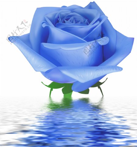 水中蓝玫瑰