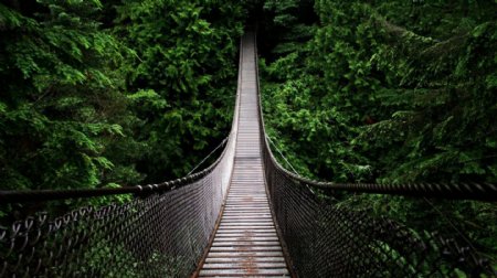 通往森林的锁桥