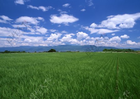 稻田乡村田园图片