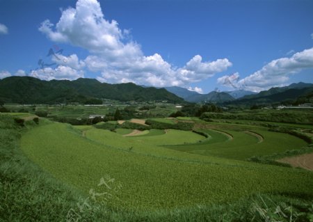 稻田乡村田园图片