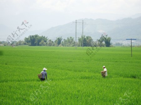 田野水稻风景图