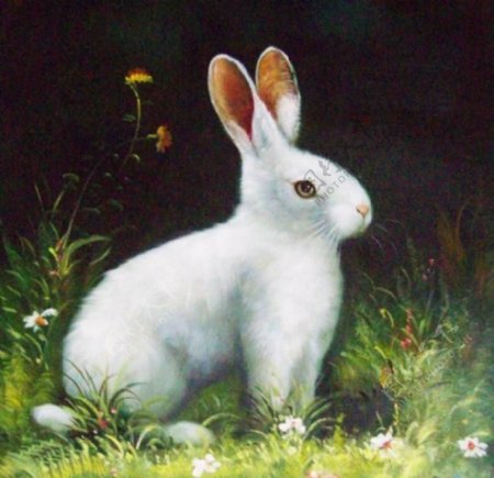 白兔子图片