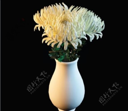 白菊花盆图片