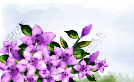 位图植物图案写意花卉花朵紫罗兰免费素材