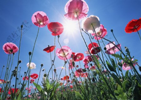 高清图库素材阳光鲜花