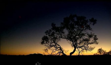 夕阳大树风景画视频图片