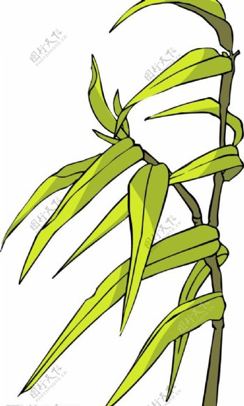 竹植物图片