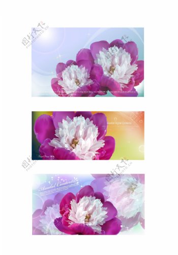 妖娆紫花