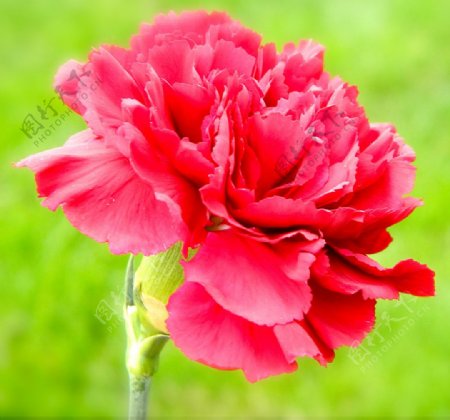 位图植物摄影写实花卉花朵康乃馨免费素材