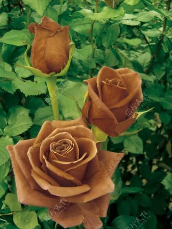 位图植物图案花朵写实花卉玫瑰免费素材