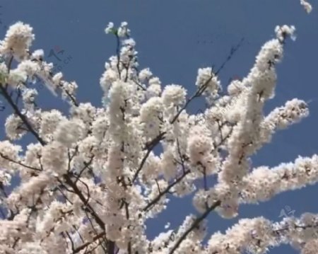 满枝樱花风中摇摆视频素材