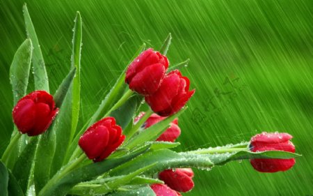 高清雨中玫瑰素材背景图片免费下载