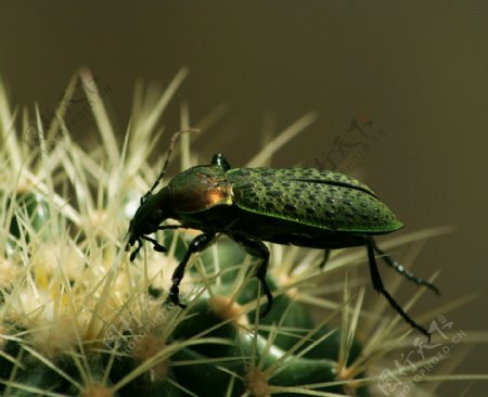 绿色甲虫图片