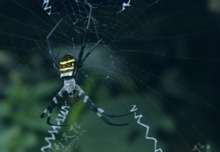 温州楠溪江蜘蛛图片