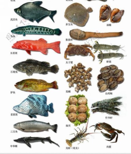 海鲜鱼素材图片