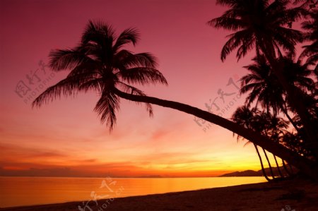 海滩椰子树图片