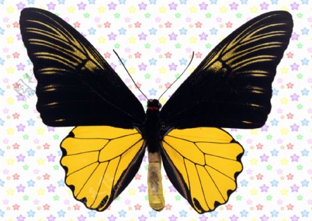 黑前翅黄色小尾翅蝴蝶图片