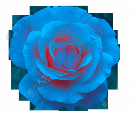 美丽的蓝色玫瑰花
