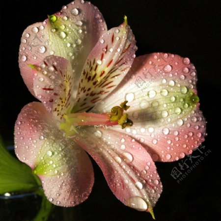 位图植物摄影写实花卉花朵百合免费素材