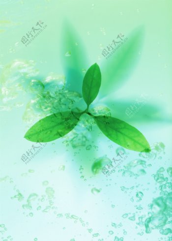三叶草叶子水滴图片