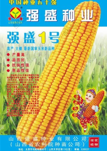 玉米海报展板图片