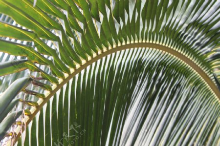 椰子树叶