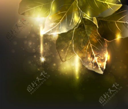 交响乐的树叶矢量素材交响乐的恒星发出的光
