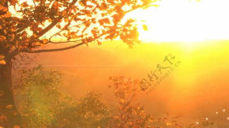 秋天的夕阳树股票视频视频免费下载