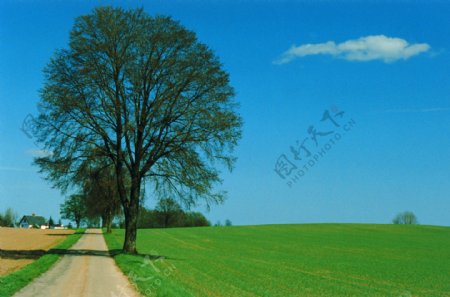 风景旅游山水树天空蓝天白云草地背景桌面景色美丽仙境