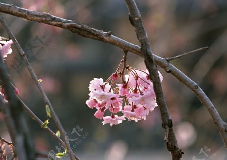 岛国节日风景樱花植物树枝