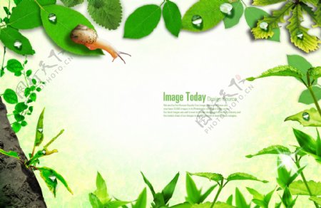 蜗牛昆虫绿色树叶图片