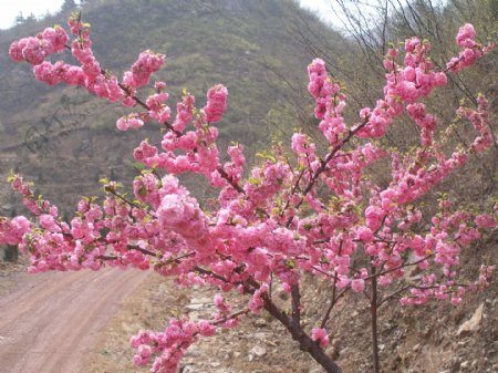 樱花图片