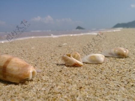 海边沙滩贝壳图片