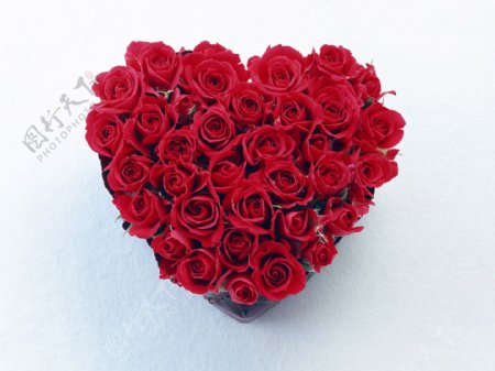 鲜花特写花的艺术浪漫的心心型礼盒红色玫瑰花
