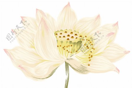 位图植物图案写意花卉花朵荷花免费素材